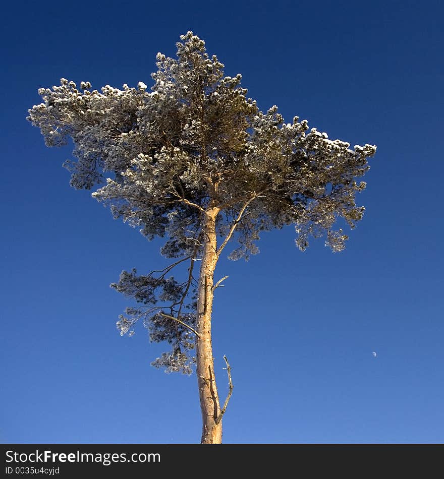 Snowy pinetree (the small white dot you can see in the right down corner is actually moon)