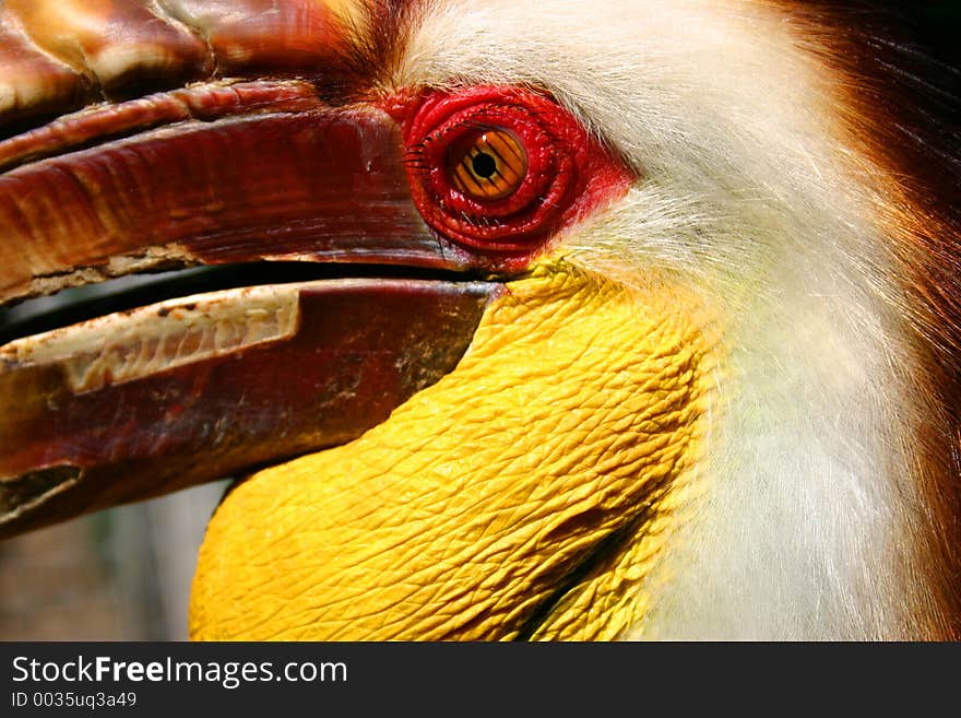 Hornbill