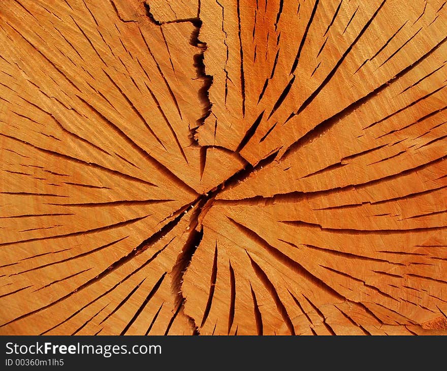 End of sawed off tree trunk. End of sawed off tree trunk