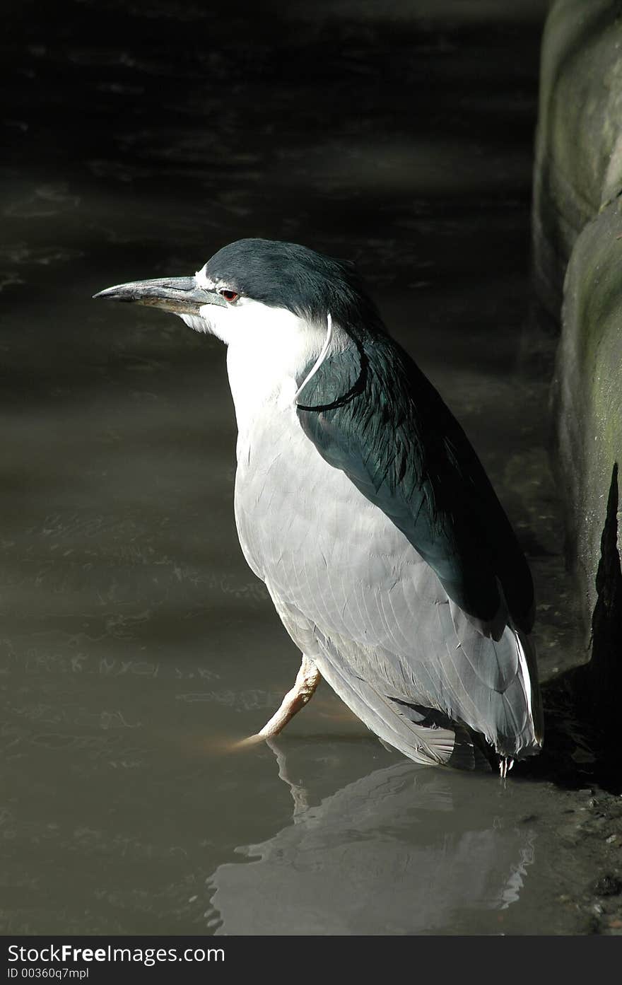 Bird in the Gull family