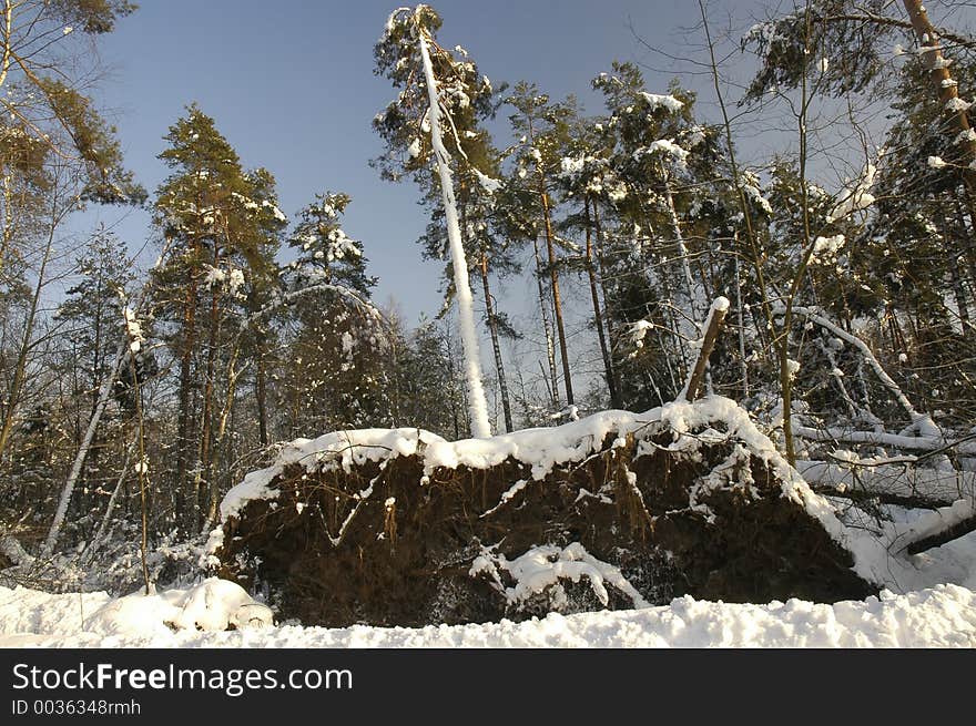 Slanted broken tree in winter