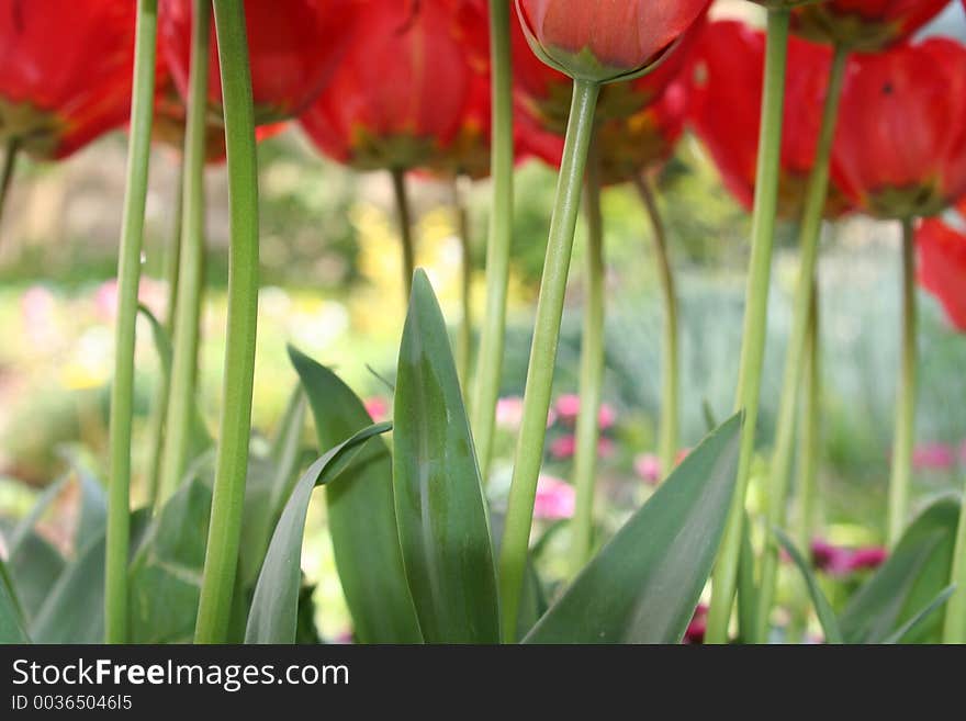 Red Tulip from below. Red Tulip from below