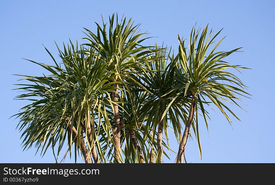 Palm tree over blue sky. Palm tree over blue sky