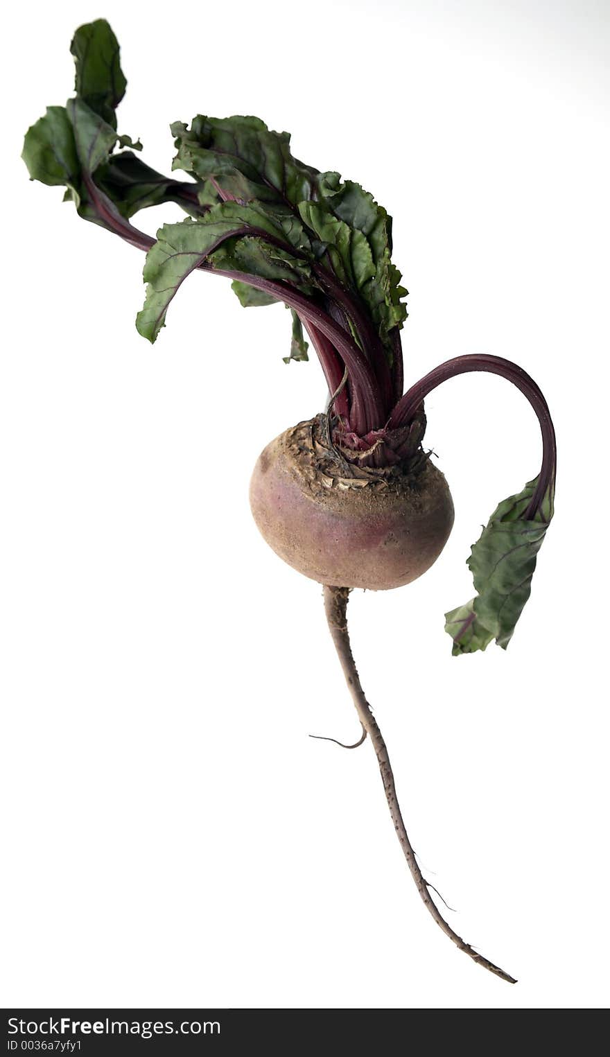 Beetroot with leaves and roots on white background. Beetroot with leaves and roots on white background