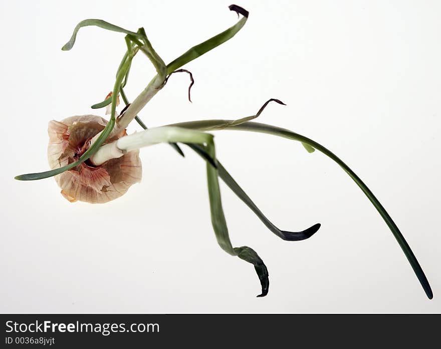 Germinated onion leaned on white background. Germinated onion leaned on white background