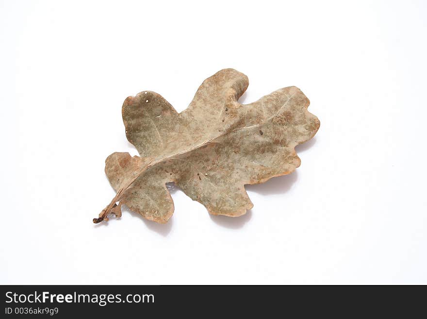 Oak Leaf