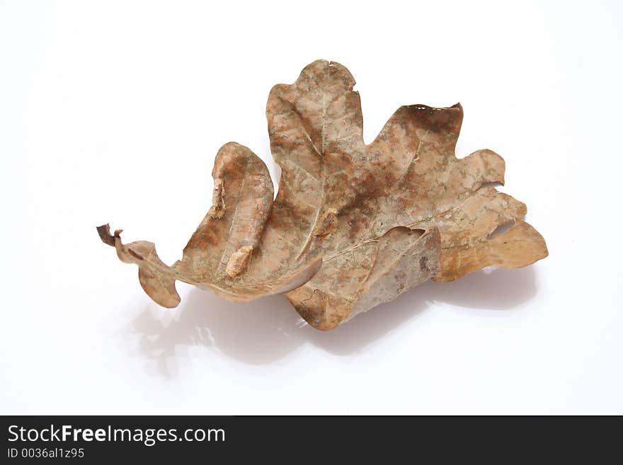 Oak leaf on white background