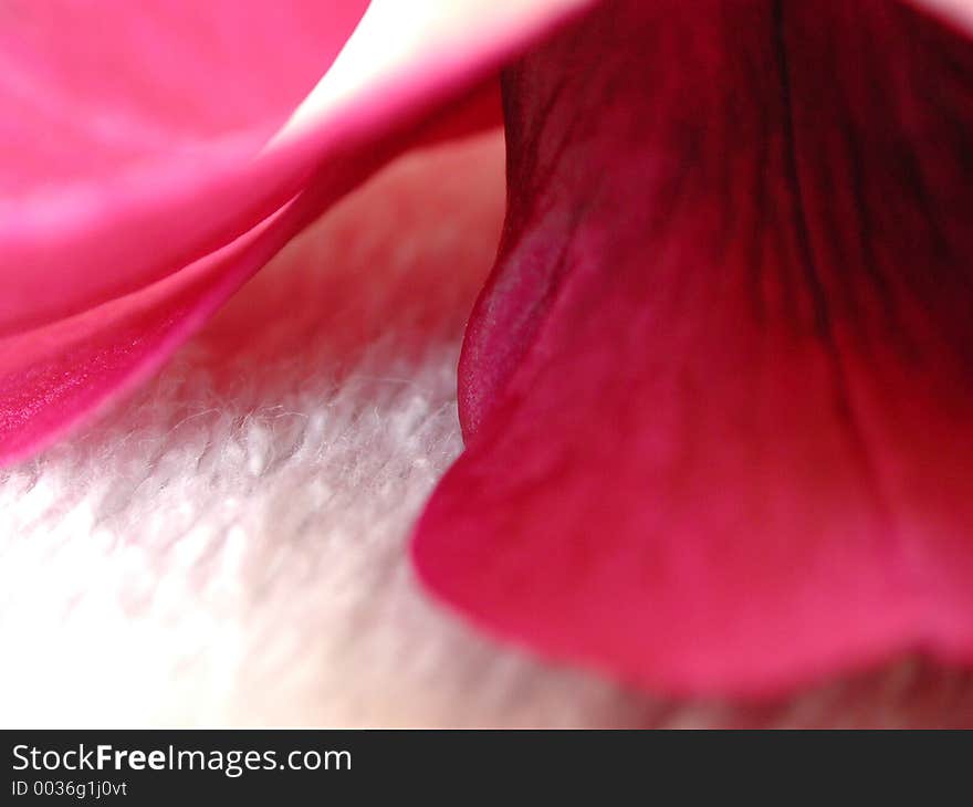 Close up of a dark pink orchid flower on a white surface. Close up of a dark pink orchid flower on a white surface