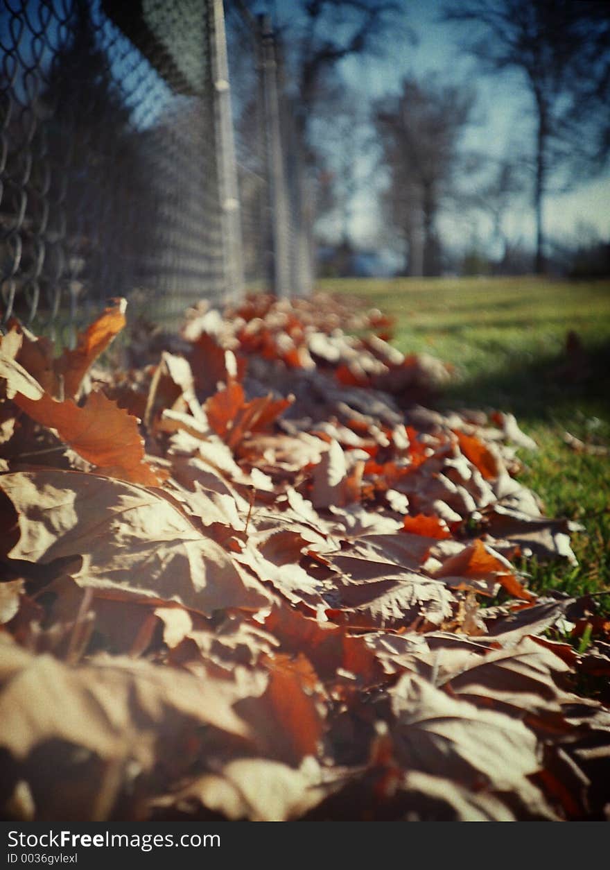 Fallen Leaves