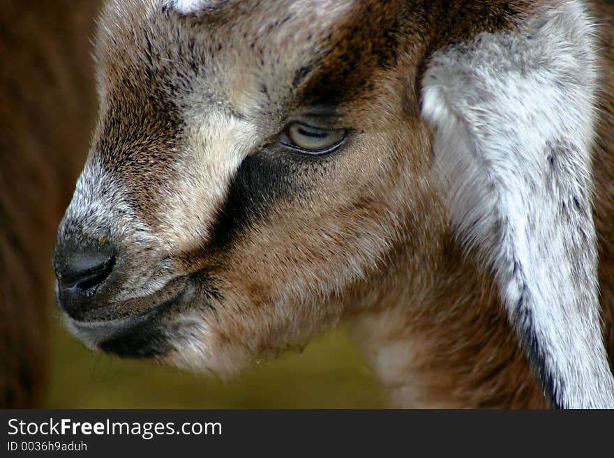 Nubian Kid Goat.