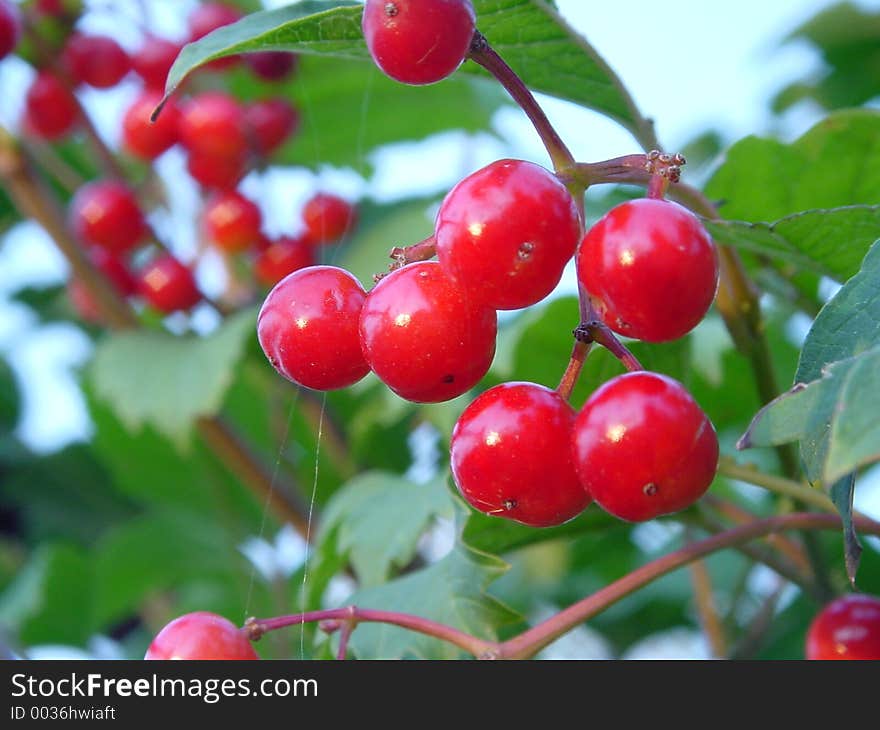 Berry Red on the tree