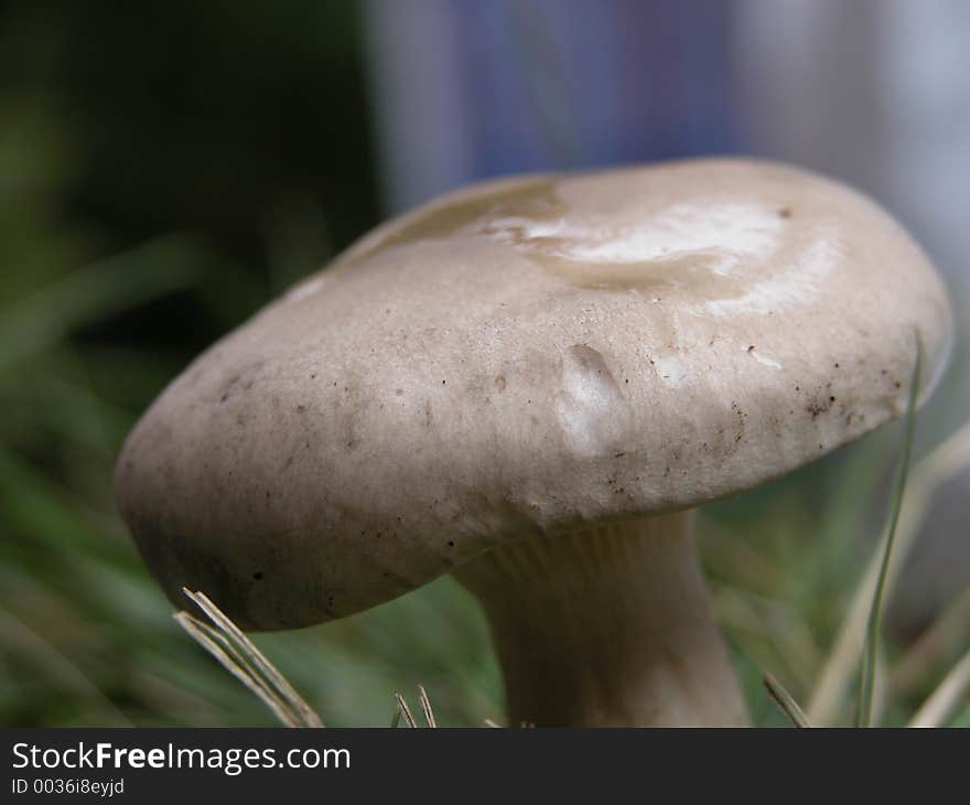 Mushroom s cap