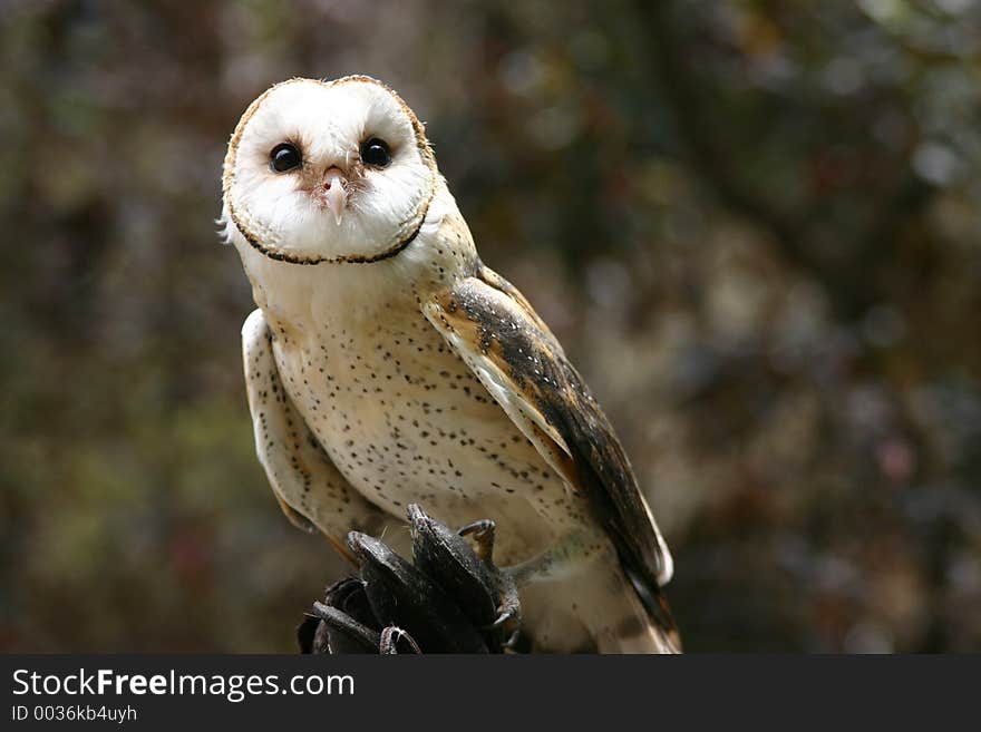 Barn Owl. Barn Owl