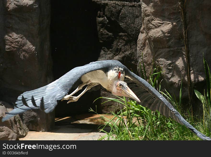 Marabou Stork in full flight. Marabou Stork in full flight