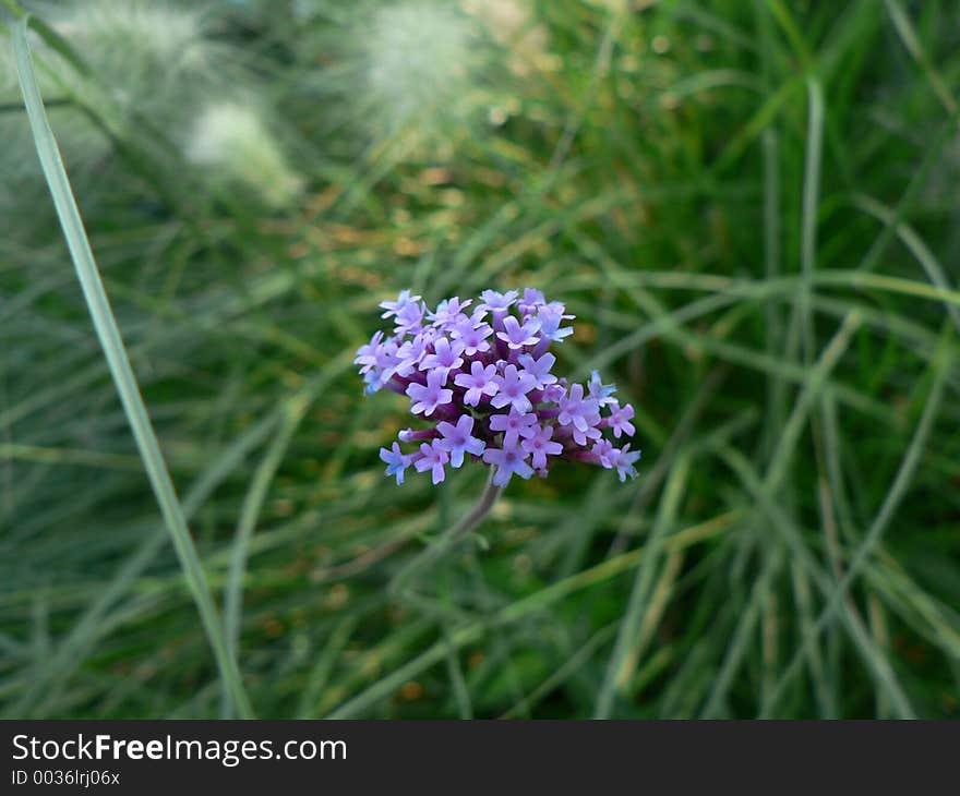 Wild violet flowers