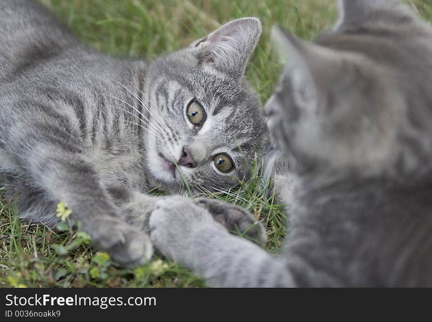 Two cats plays on a meadow. Two cats plays on a meadow