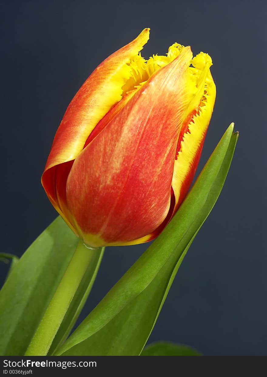 Yellow and red tulip over dark blue background