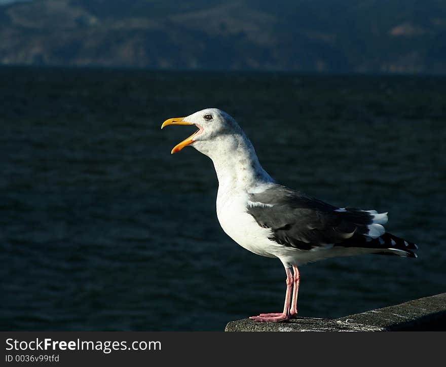 Seagull Talking