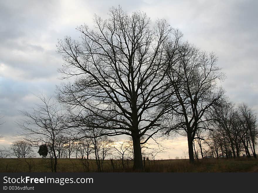 Tree of strength