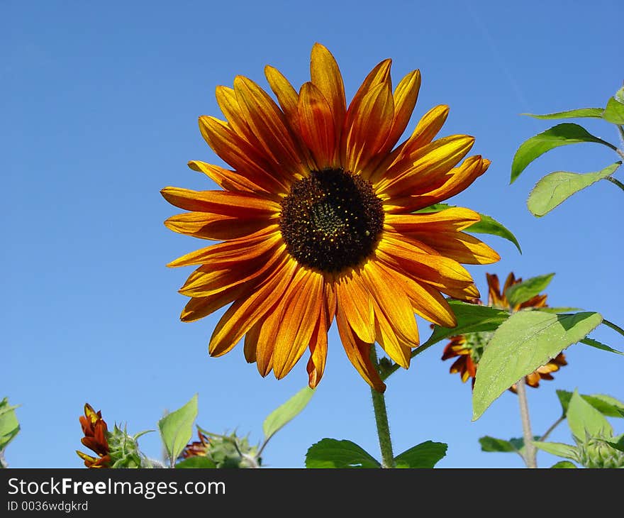 Sunflower.