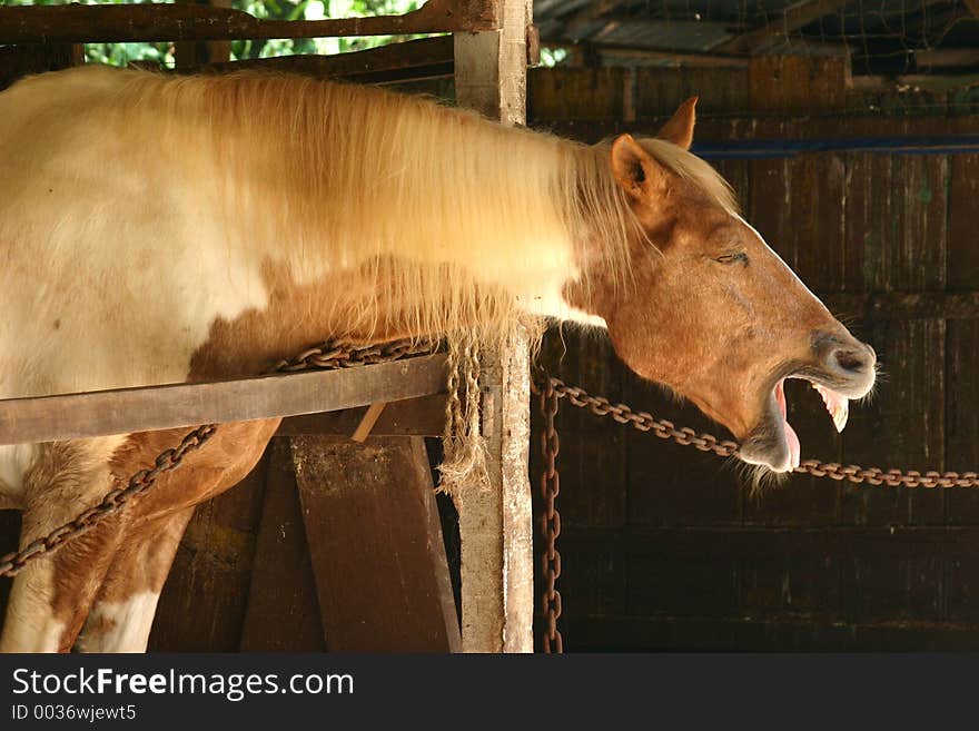 Horse in a stable. Horse in a stable