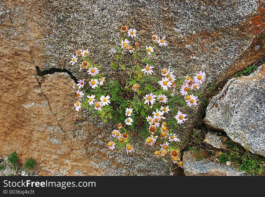 Flowers in the stone, Altay