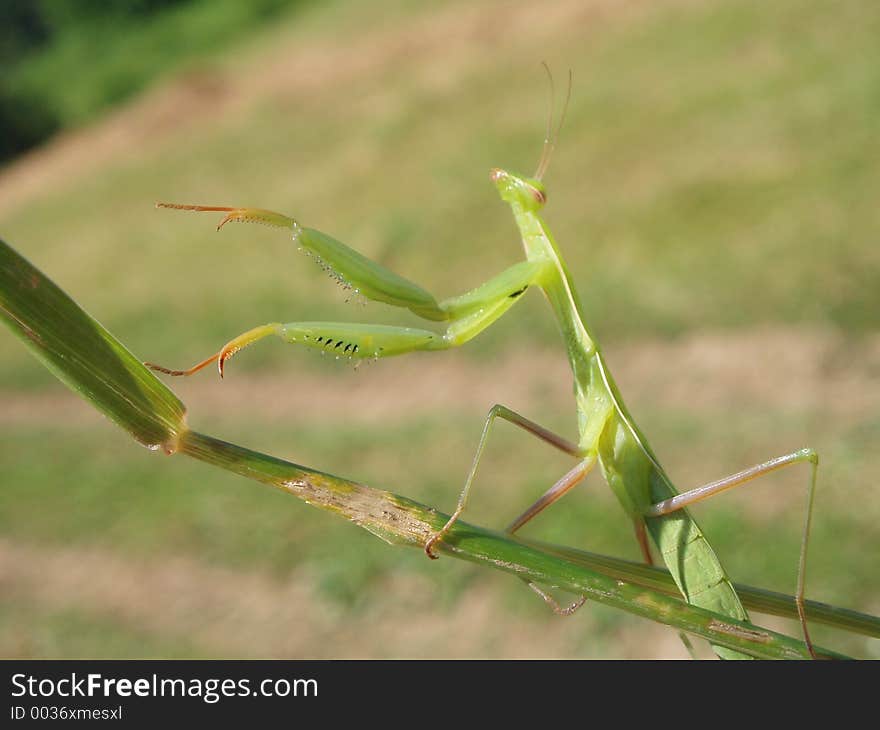 Praying Mantis