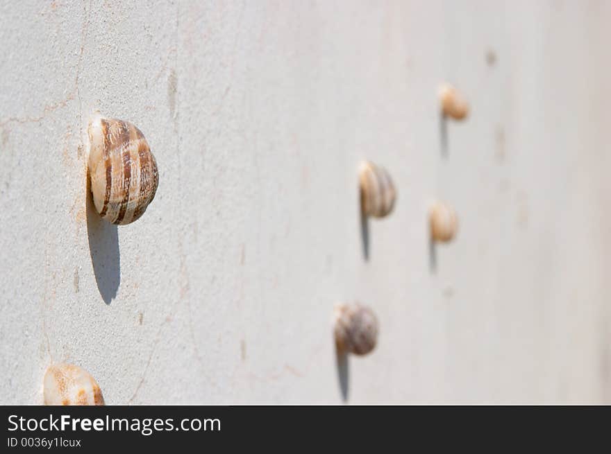 Group of molluscs on the wall