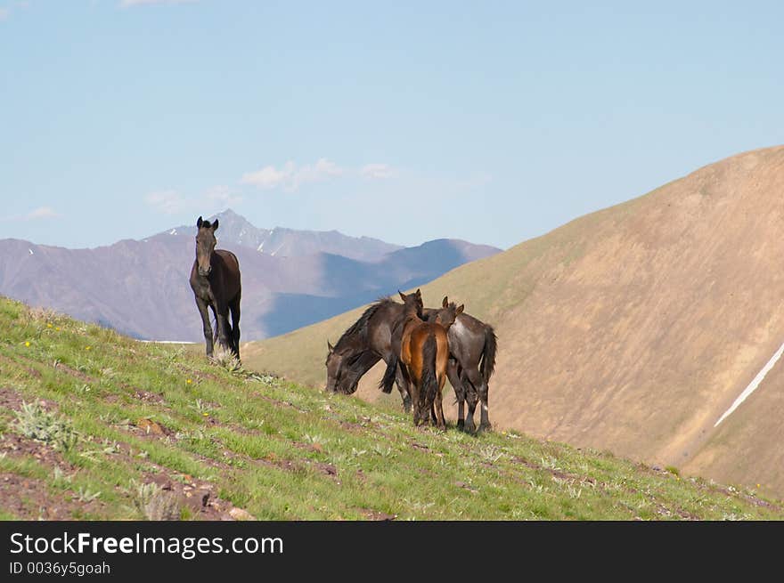 Horses grazing, Kyrgyzstan. Horses grazing, Kyrgyzstan