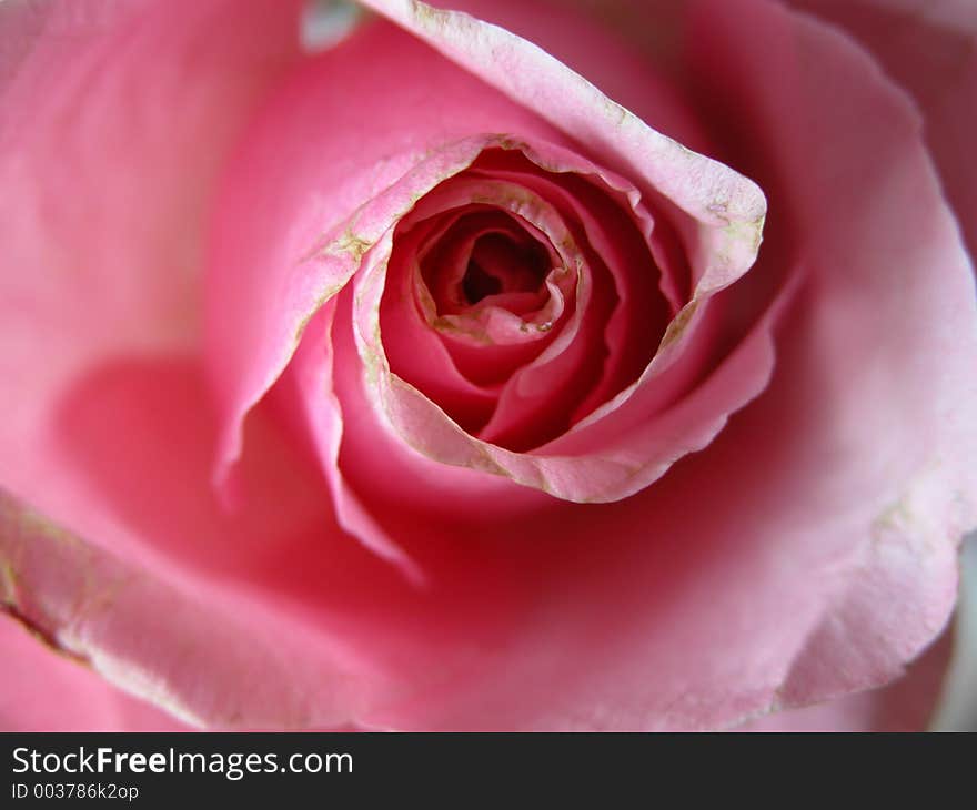 Beautiful close up of a pink rose in full bloom