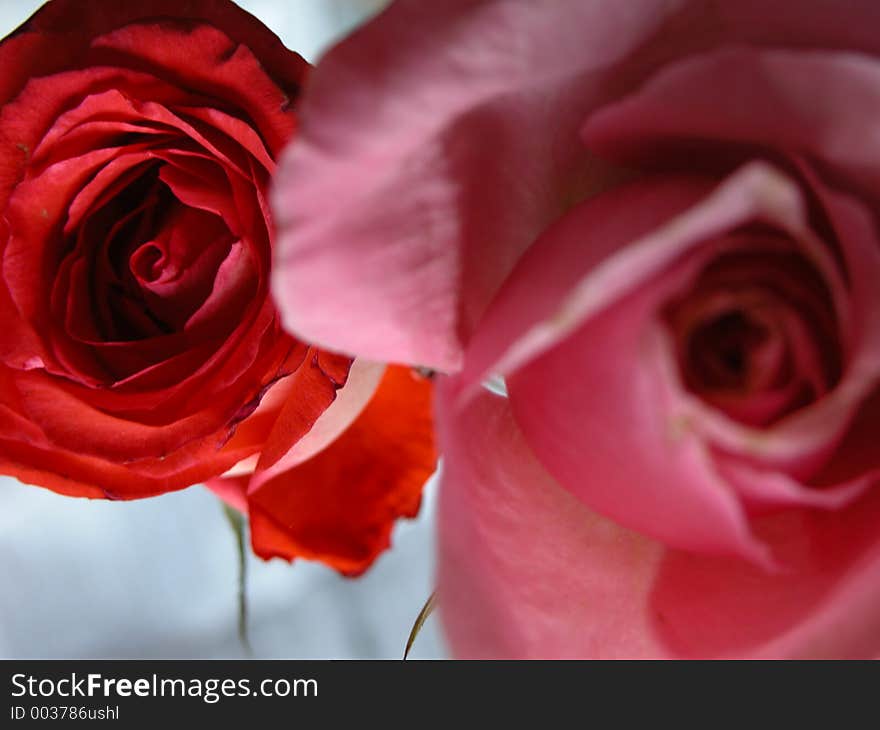 Beautiful close up of a red and pink rose in full bloom