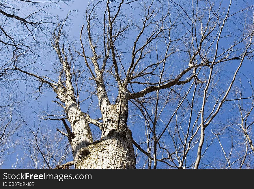 Barren tree against blue sky. Barren tree against blue sky