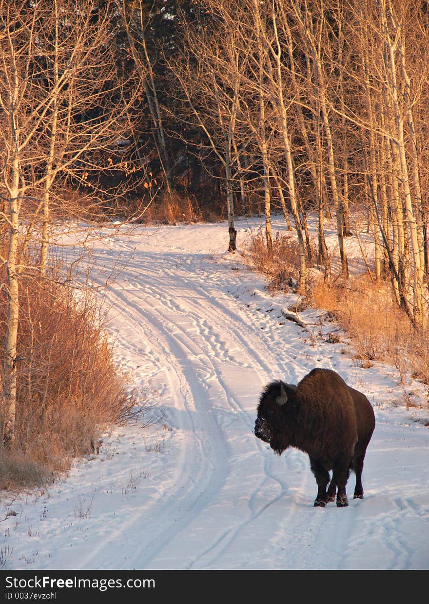 Bison on Road