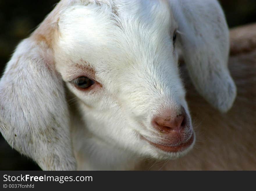 Week Old Nubian Kid Goat. Week Old Nubian Kid Goat