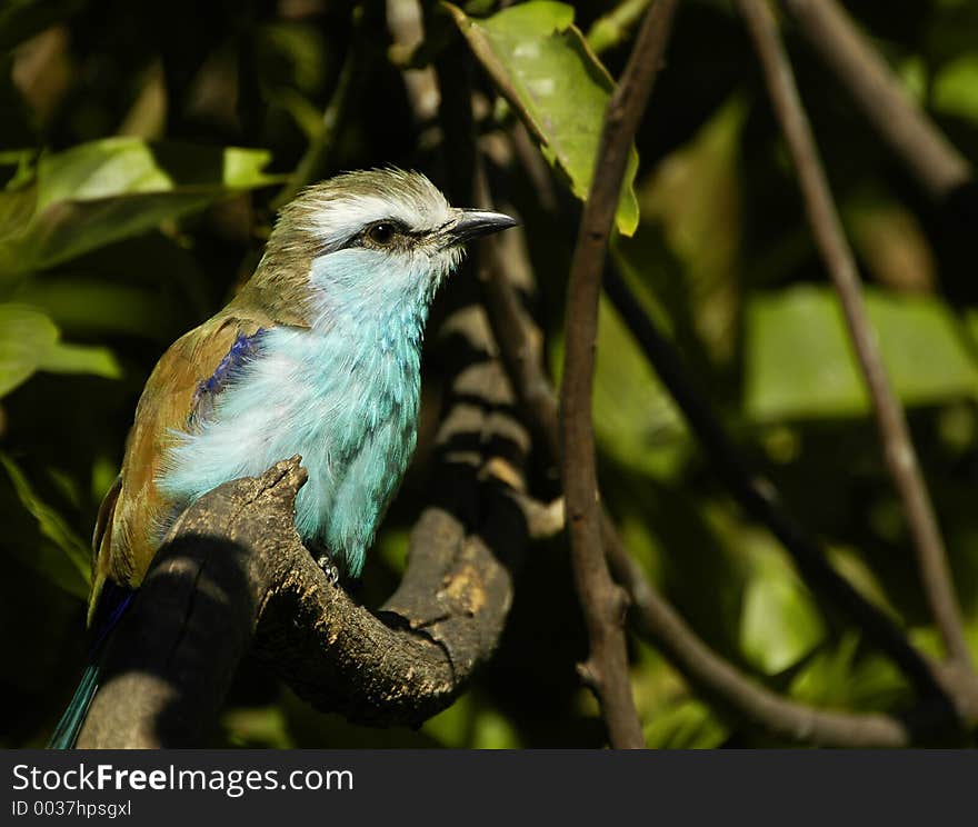 Racket-Tailed Roller