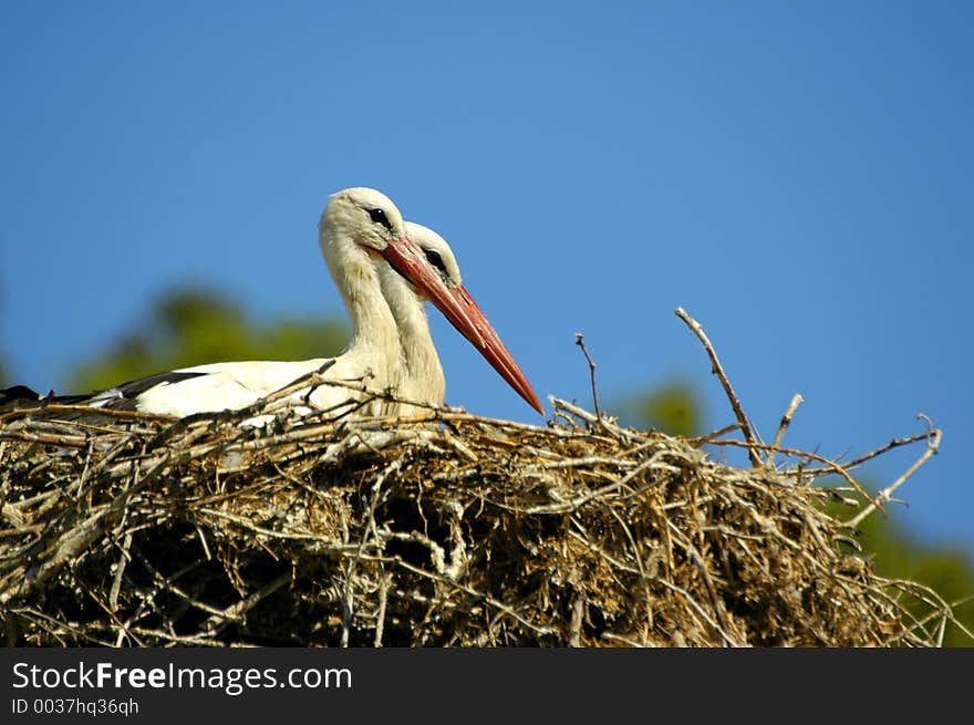 Nesting White Storks in the Tygerberg Zoo, Cape Town, South Africa