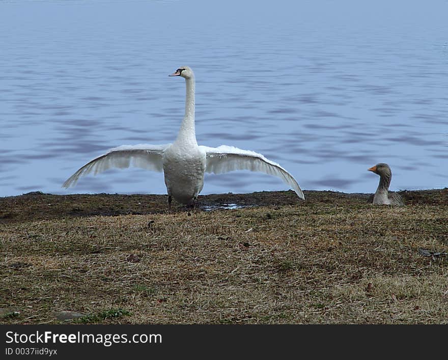 Swan doing the curtsy on the shore with a small duck as her audience. Swan doing the curtsy on the shore with a small duck as her audience.