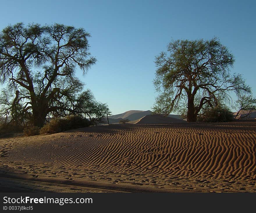 Trees Namib desert