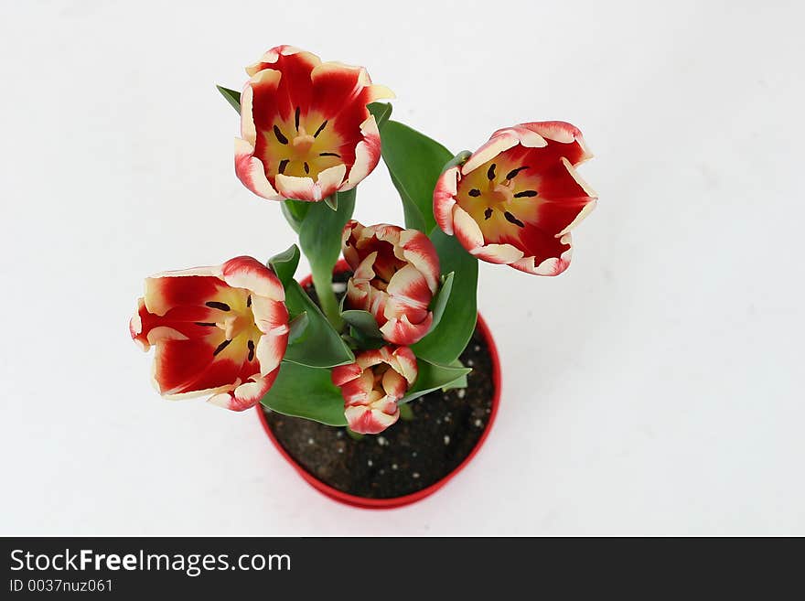 Red and yellow tulips shot from above with white background.