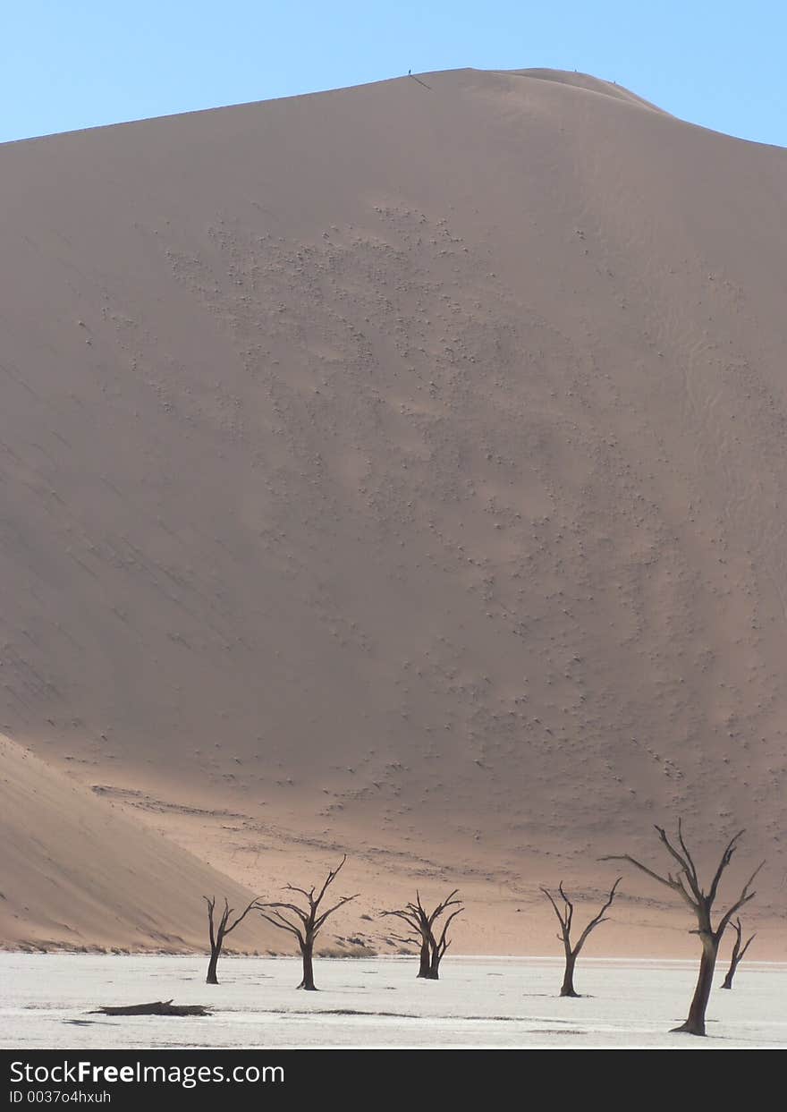 1000 year old dead trees in Namibian Desert. 1000 year old dead trees in Namibian Desert