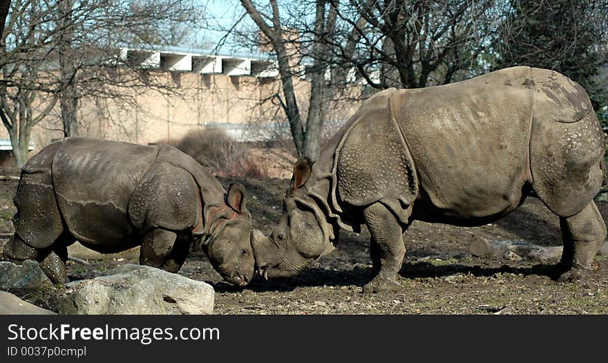 Female rhinoceros kissing her baby. Buffalo Zoo,Buffalo,New York