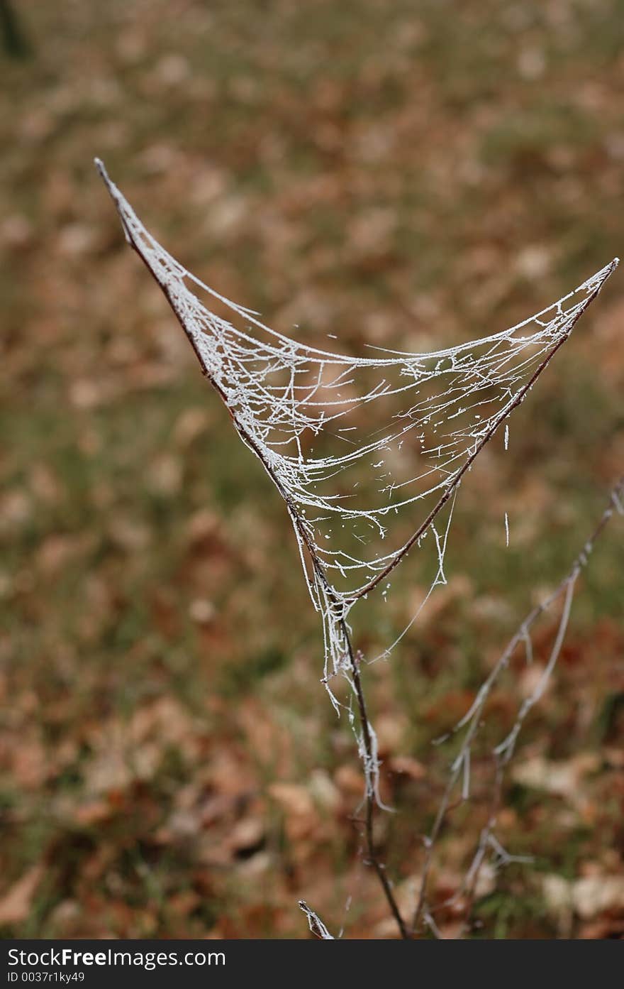 Frozen spiderweb