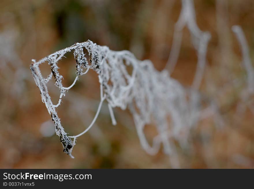 Frozen spiderweb