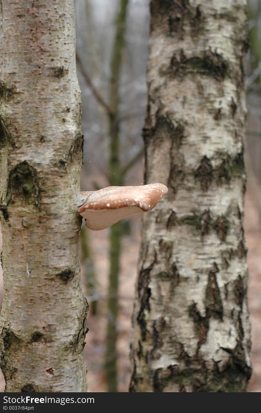 Mushroom on tree