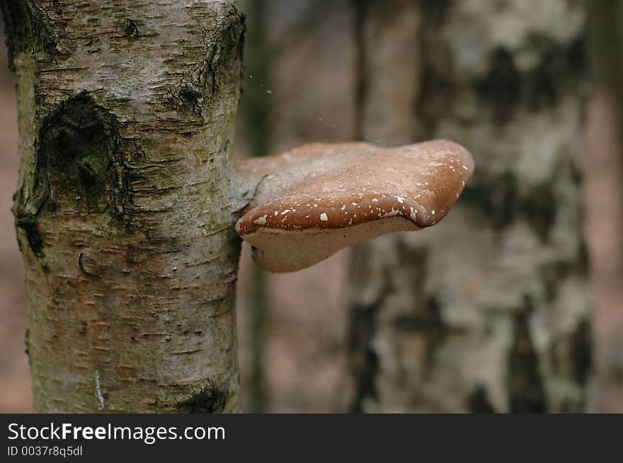 Mushroom on a tree