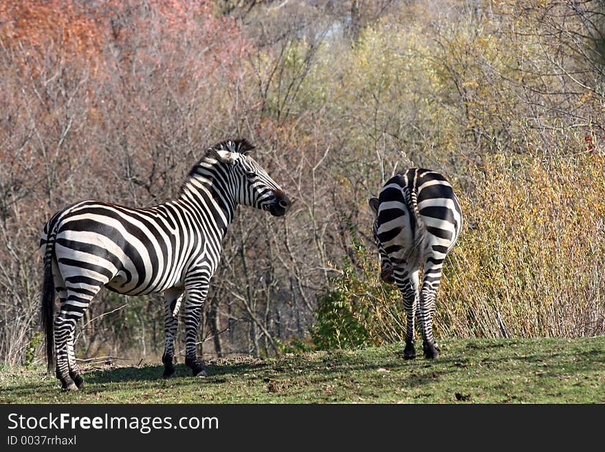 Two zebras. Two zebras