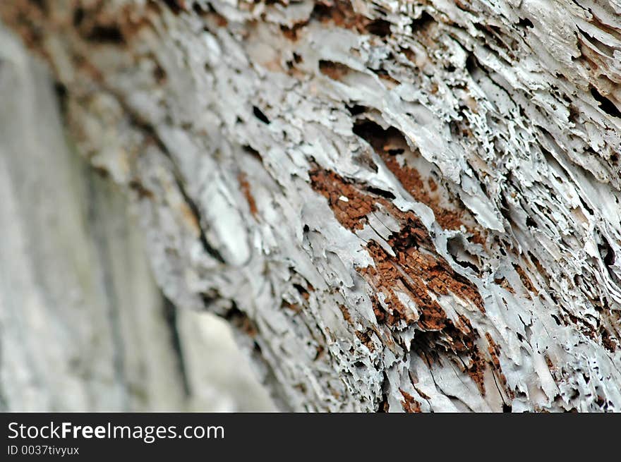 Closeup of a piece of driftwood. Limited focus to the right of center.