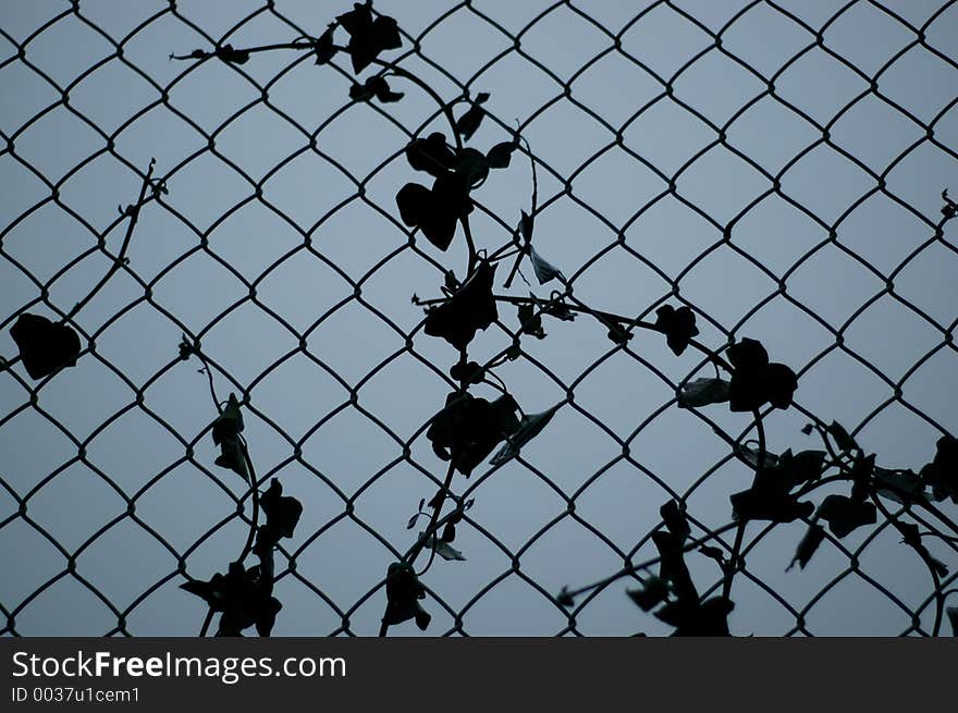 A plant, growing on a metal fence. A plant, growing on a metal fence