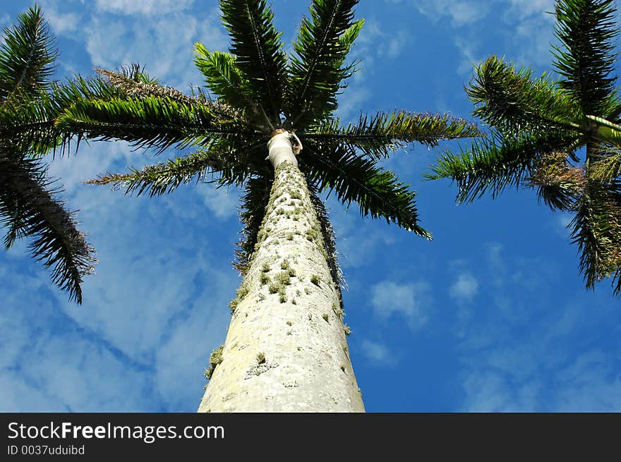 Looking way up, into a bunch of palm trees. Looking way up, into a bunch of palm trees.