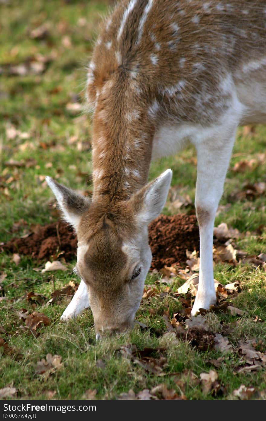 Fallow Deer